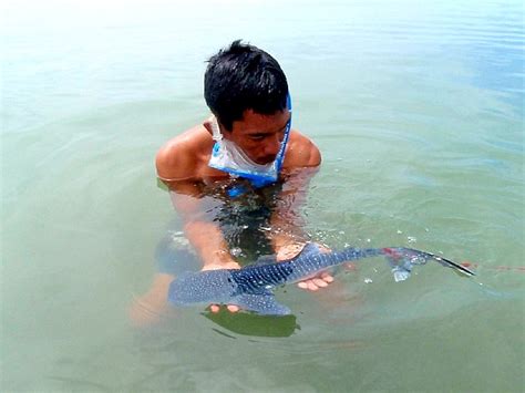 Be One with the Whale Sharks in Sorsogon