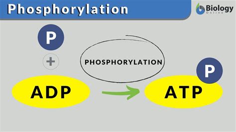 Phosphorylation Definition and Examples - Biology Online Dictionary