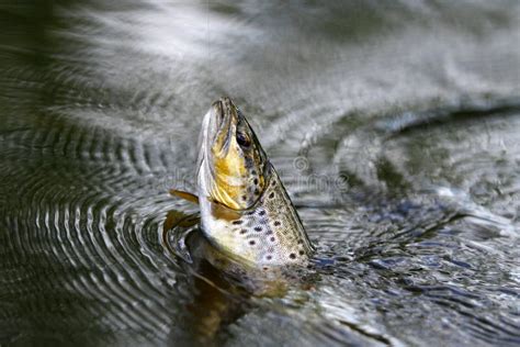 Fish on the hook stock photo. Image of male, angling - 49342772