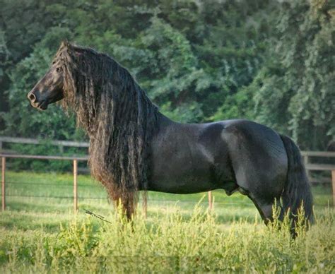 🔥 [47+] Free Friesian Horse Wallpapers | WallpaperSafari