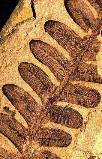 Pteridophyta Pteridophytes Fossil | #Geology #GeologyPage #Fossil Geology Page www.geologypage ...