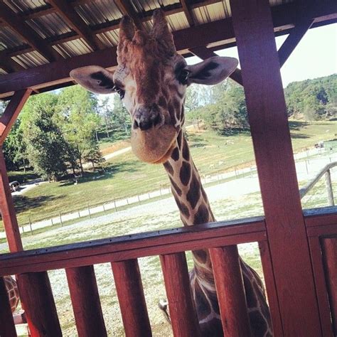 Virginia Safari Park | Safari park, Park, Virginia