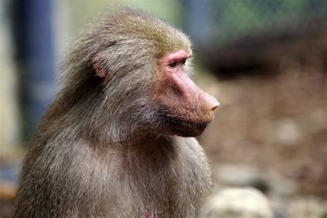 Young female baboon - PentaxForums.com