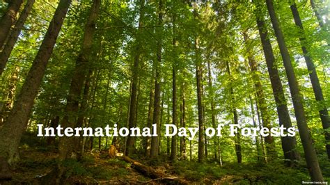 World Forest Day 2022: Theme, Date, Significance, Importance of Forests ...