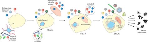 Can viruses provide key information on the evolution of cells ...