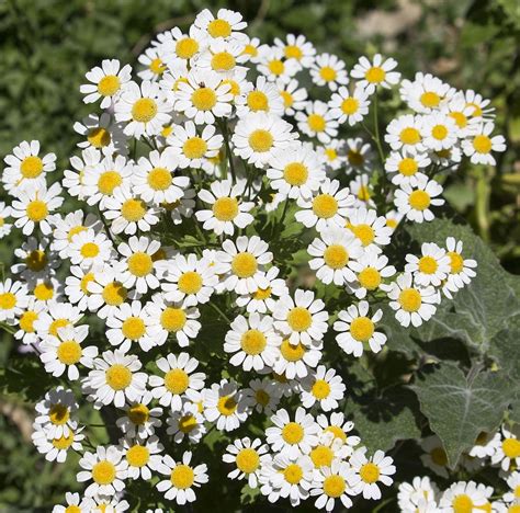 Earthcare Seeds - Tall Perennial Pyrethrum Daisy 50 Seeds, Heirloom - Open Pollinated Flower ...