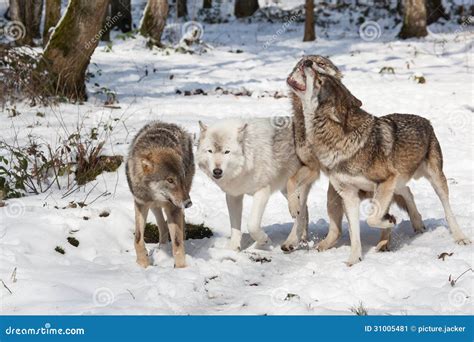 Fighting Wolf Pack In Winter Forest Stock Image - Image: 31005481