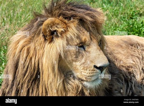 lion, lion's mane, leo, lions Stock Photo - Alamy