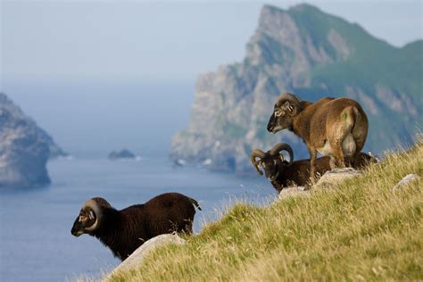 St. Kilda, Soay Sheep and Farming the Medieval Way – Medieval Histories