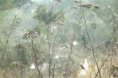 Dew on spider's web Free Photo Download | FreeImages