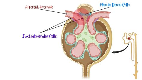 Juxtaglomerular Apparatus Histology