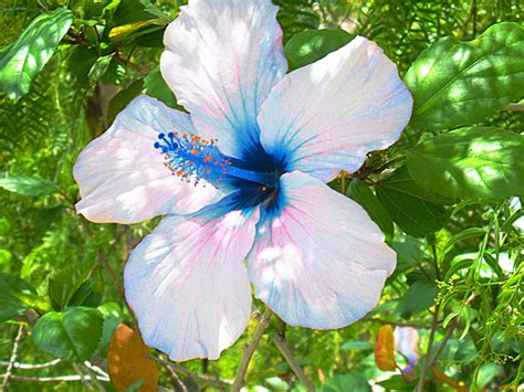 Blue Hibiscus by The-Rebellion on DeviantArt