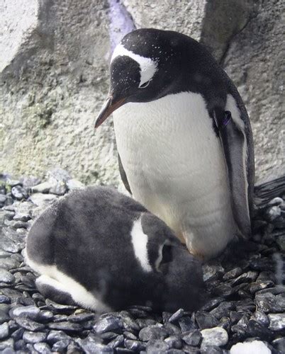 1st baby Penguin hatched | 1st baby gentou penguin hatched a… | Flickr