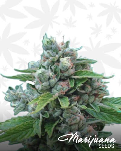 Sour Cookies Strain | Marijuana Seeds