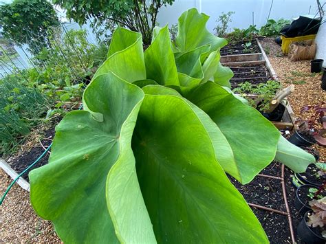 1lb Taro Leaves for cooking | Etsy