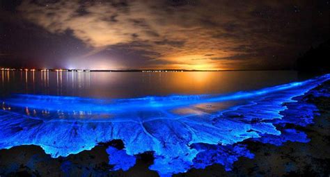 Glow in the Dark Waves: The Bioluminescent Bays of Puerto Rico - Unusual Places