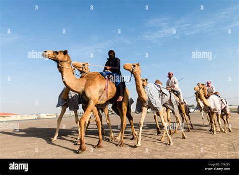 Camel racing festival at Al Marmoum camel racing racetrack in Dubai ...