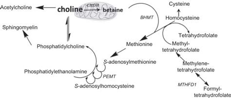 Metabolic crosstalk between choline/1-carbon metabolism and energy ...