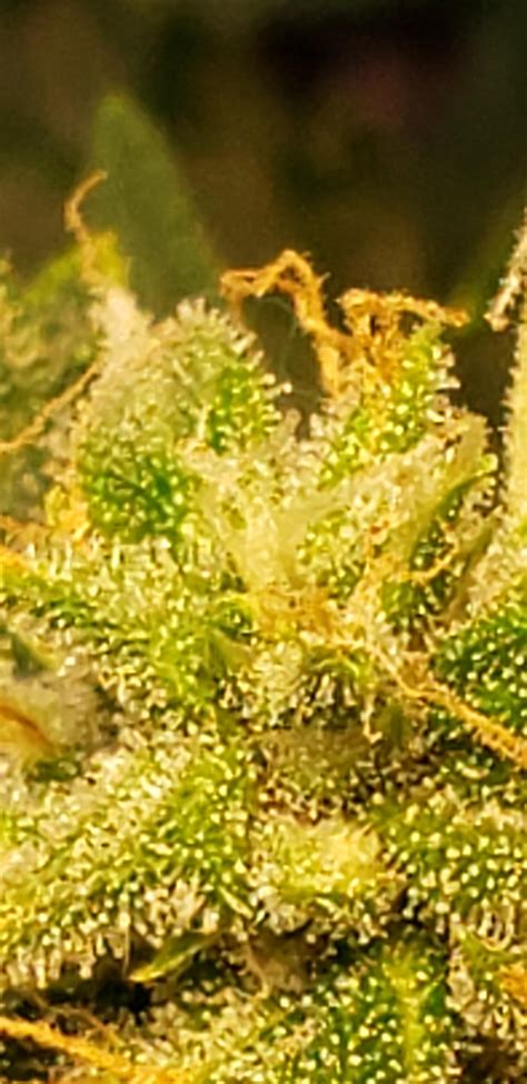 Trichomes under microscope phone? What's you thought? GG middle 2nd wk flowering. 74 days from ...