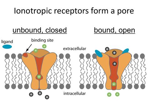 Ionotropic receptors form a pore