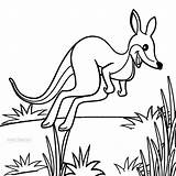 Printable Kangaroo Coloring Pages For Kids  Cool2bKids sketch template