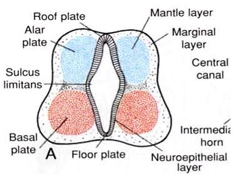 easyhumanatomy: Alar plate : the part of mantle layer of neural tube