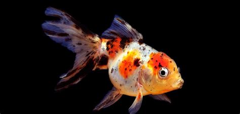 Calico Goldfish Care, Lifespan, Breeding & More | Just Fish Things