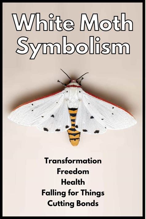 White Moth Spiritual Meaning and Symbolism