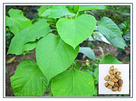 Gmelina ArboreaTree Seeds - Gamhar,Gmelina Arborea - Kumil Seeds For Plantation at Rs 210/kg ...