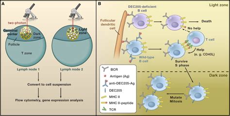 Shining a Light on Germinal Center B Cells: Cell