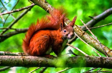 Red Squirrel - Description, Habitat, Image, Diet, and Interesting Facts