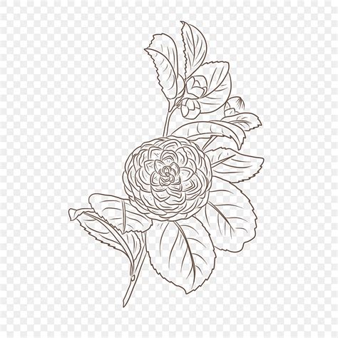 Camellia White Transparent, Camellia Camellia Material Camellia Line Drawing Flower Black And ...