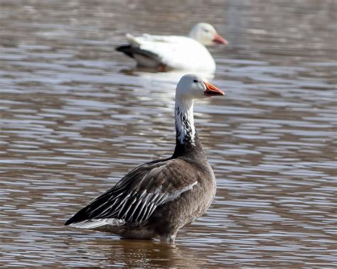 Blue-morph Snow Goose, Long Valley, NJ, Mar. 19, 2015 | mocosocoBirds