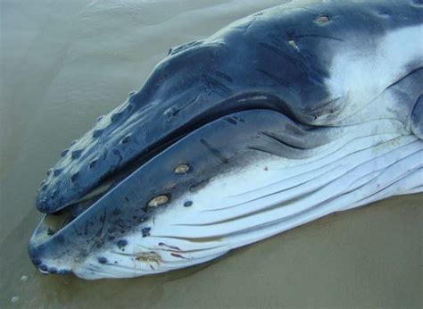 Head of a Humpback Whale showing cookiecutter shark bite scars ...