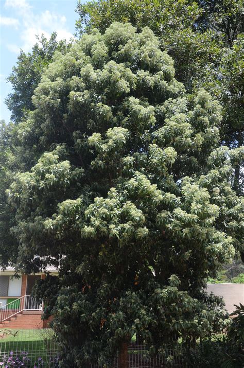 Backhousia citriodora"Lemon Scented Myrtle" - Paten Park Native Nursery