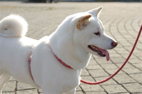 Imo Inu ( Shiba Inu x American Eskimo Mix) Facts, Temperament, Training ...