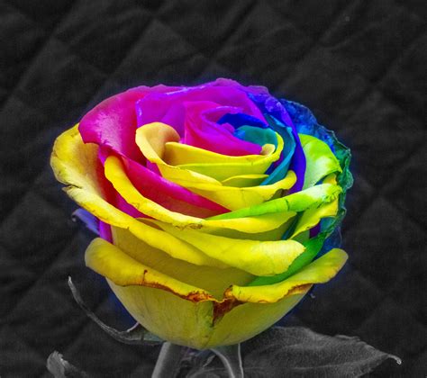 A rainbow rose to mark Valentine's Day - Dad Blog UK