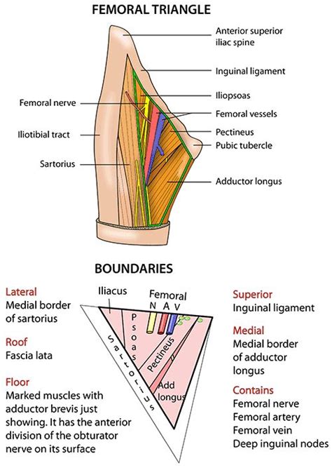 Pin by Avie on Surgery | Human anatomy and physiology, Medical anatomy ...