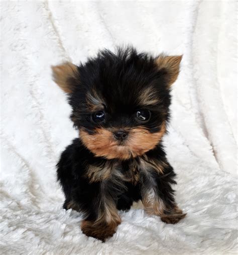 Micro Teacup Yorkie Yorkshire Terrier Puppy for sale - iHeartTeacups