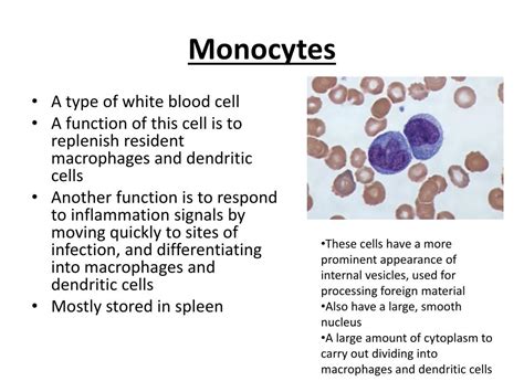 PPT - Monocytes PowerPoint Presentation, free download - ID:2672924