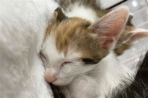 Cute Baby Kittens Sleeping