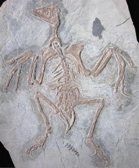 NOTHOSAURUS FOSSIL - Is It Real? How to Recognize Fossil Fabrications ...