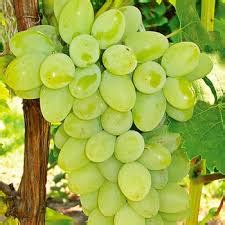 Thompson Seedless Grapes -Export Quality Grapes Suppliers - Greeble ...