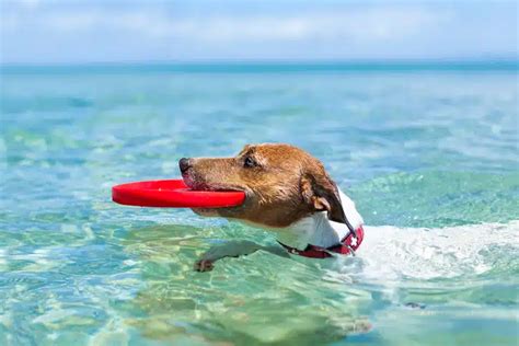 Beach Day Essentials For Your Dog - SpaDog