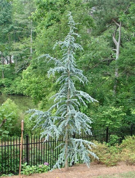 Pin by Kelli Carr on Trees | Evergreen landscape, Conifers garden, Blue ...