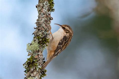 Discover The 12 Most Beautiful Birds in Minnesota - A-Z Animals