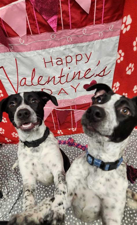 Save-A-Pet Valentines 50/50 Raffle - Jan 30, 2024 to Feb 13, 2024 - All ...