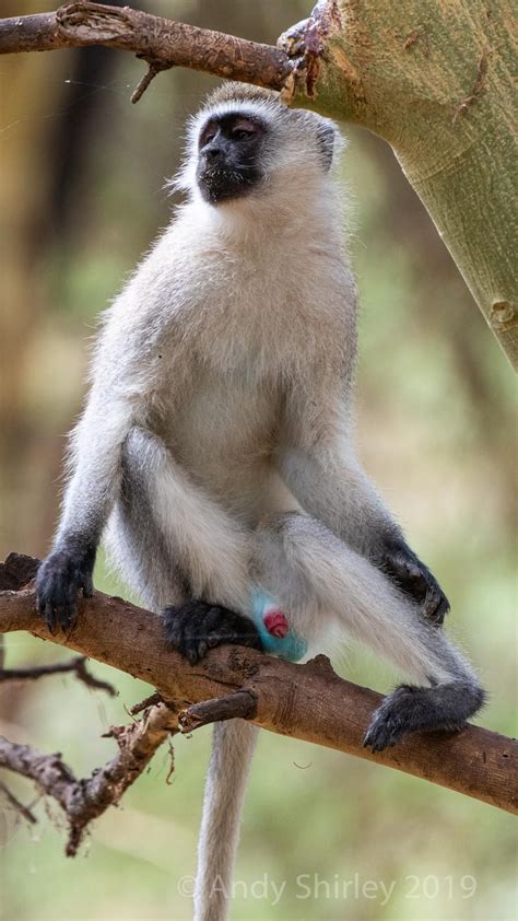 The magnificent blue balls of the vervet monkey. | Vervet monkey, Nature images, Monkey