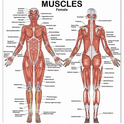 Muscles May Be Named According to - EssenceanceSantos