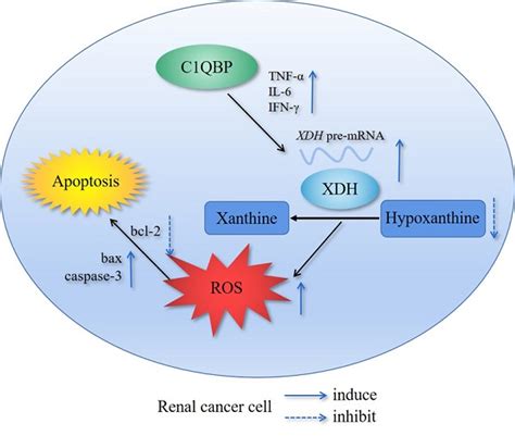 C1QBP regulates apoptosis of renal cell carcinoma via modulating xanthine dehydrogenase (XDH ...